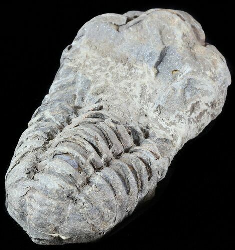 Calymene Trilobite From Morocco - Large Size #49638